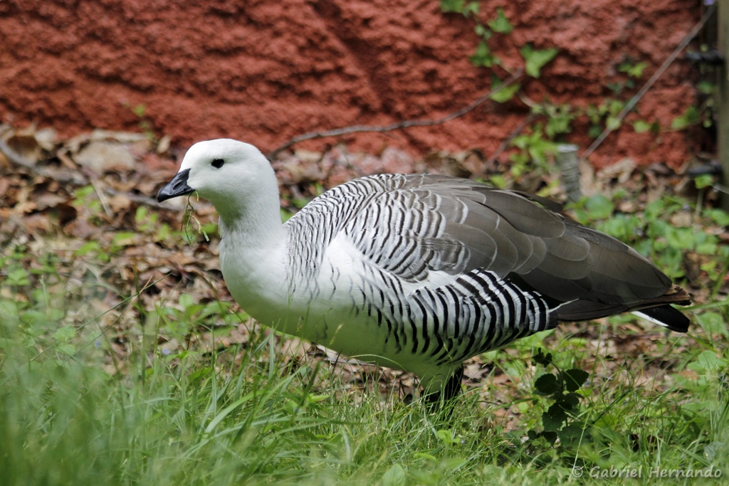 Ouette de Magellan mâle - Chloephaga picta (CERZA, Hermival les Vaux, mai 2019)