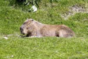 Capybara - Hydrochoerus hydrochaeris (CERZA, Hermival les Vaux, mai 2019)
