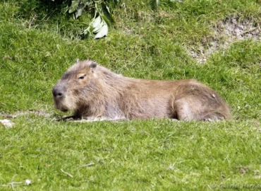 Capybara - Hydrochoerus hydrochaeris (CERZA, Hermival les Vaux, mai 2019)