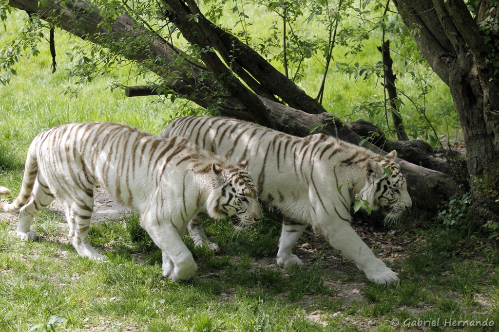 Tigre leucique communément appelé tigre blanc - Panthera tigris (CERZA, Hermival les Vaux, mai 2019