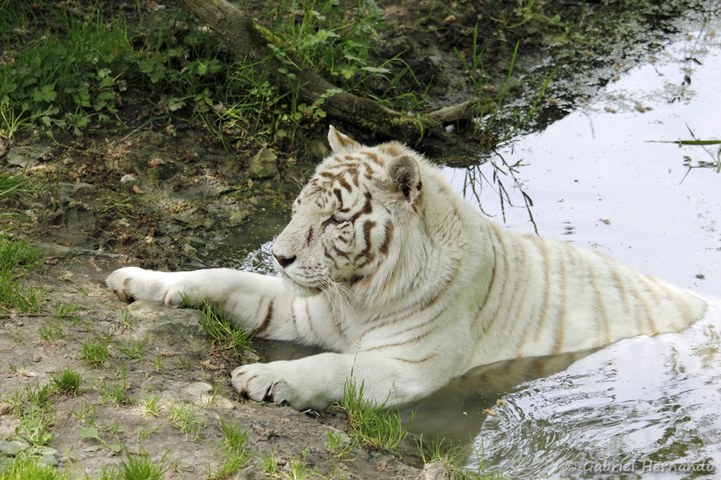 Tigre leucique communément appelé tigre blanc, se rafraichissant dans l'eau - Panthera tigris (CERZA, Hermival les Vaux, mai 2019)