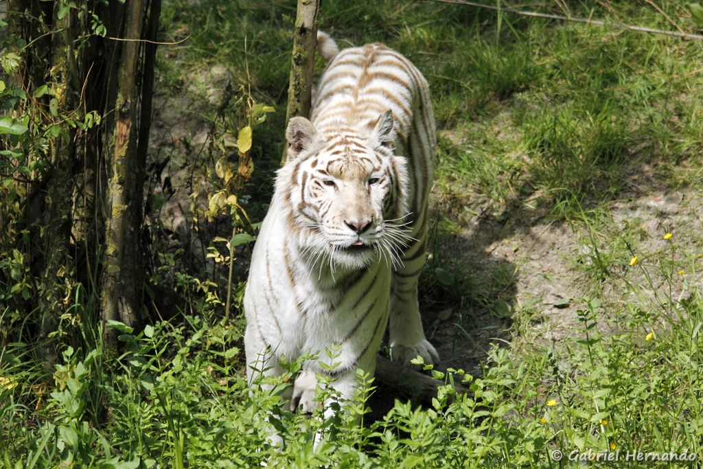 Tigre leucique communément appelé tigre blanc - Panthera tigris (CERZA, Hermival les Vaux, mai 2019