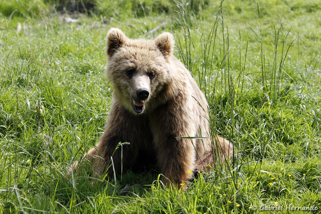 Ours brun - Ursus arctos (CERZA, Hermival les Vaux, mai 2019)