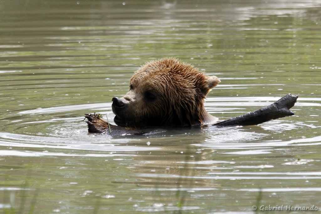 Ours brun jouant dans l'eau - Ursus arctos (CERZA, Hermival les Vaux, mai 2019)