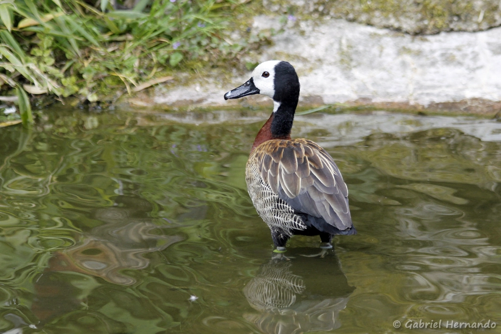 Dendrocygne veuf - Dendrocygna viduata (CERZA, Hermival les Vaux, mai 2019)