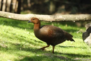 Ouette de Magellan femelle - Chloephaga picta (ZooParc de Beauval, mai 2025)