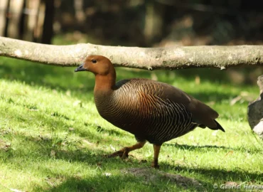 Ouette de Magellan femelle - Chloephaga picta (ZooParc de Beauval, mai 2025)