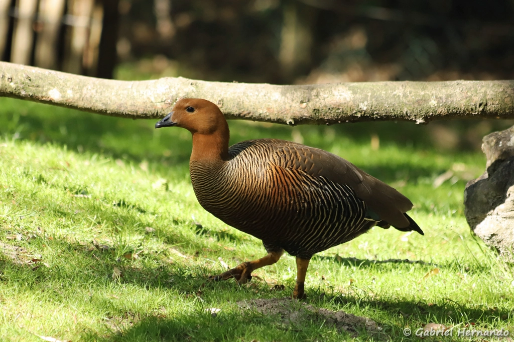 Ouette de Magellan femelle - Chloephaga picta (ZooParc de Beauval, mai 2025)