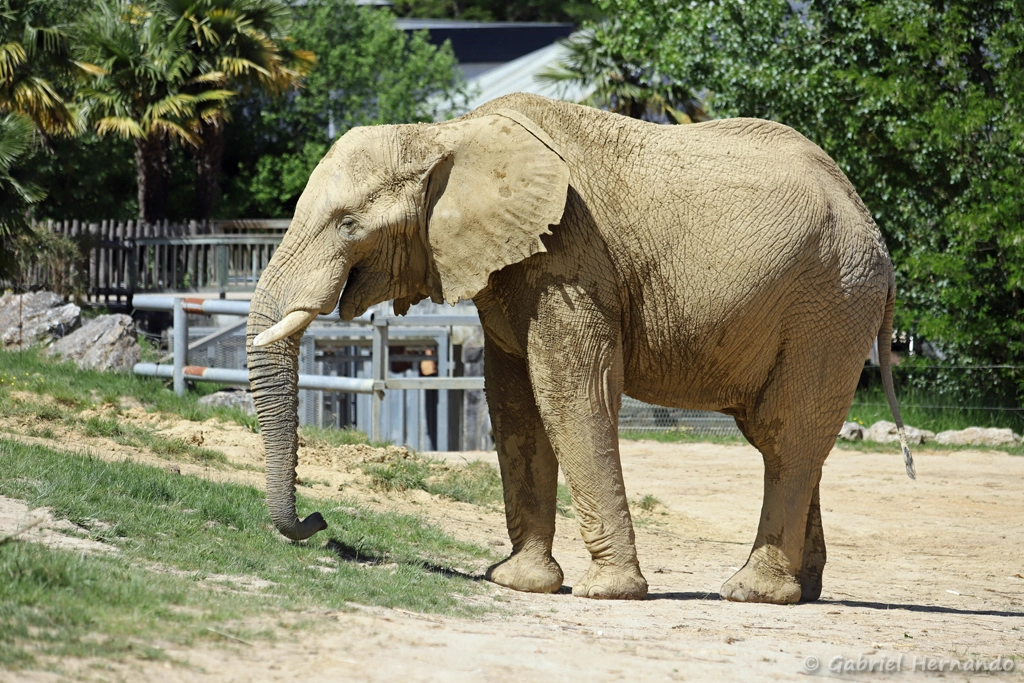 Éléphant de savane d'Afrique - Loxodonta africana (ZooParc de Beauval, mai 2025)