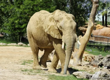 Éléphant de savane d'Afrique - Loxodonta africana (ZooParc de Beauval, mai 2025)