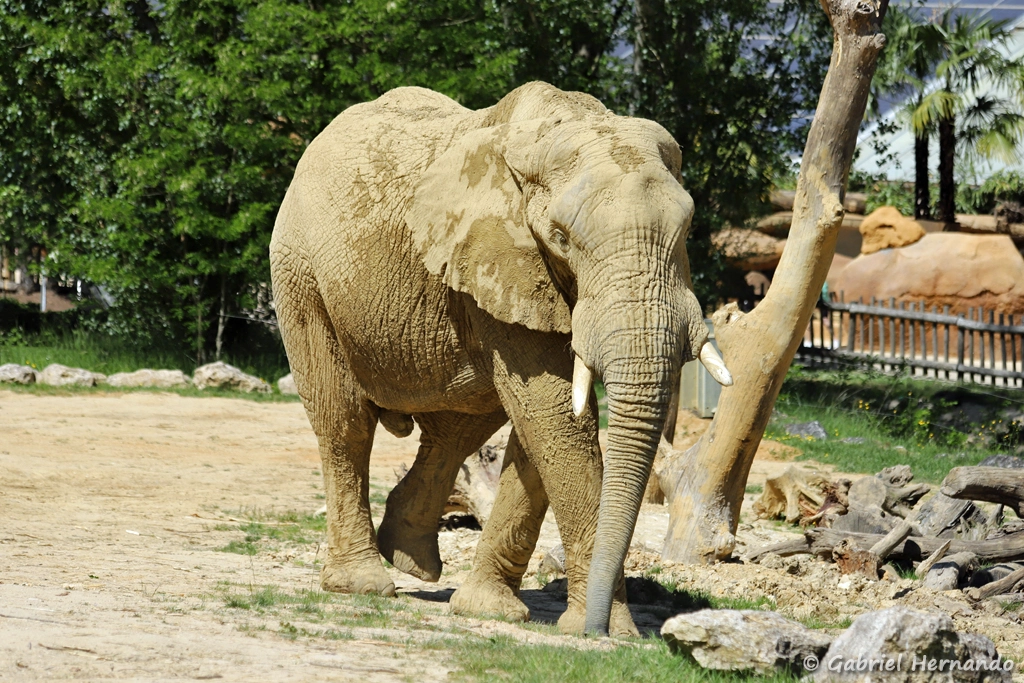 Éléphant de savane d'Afrique - Loxodonta africana (ZooParc de Beauval, mai 2025)