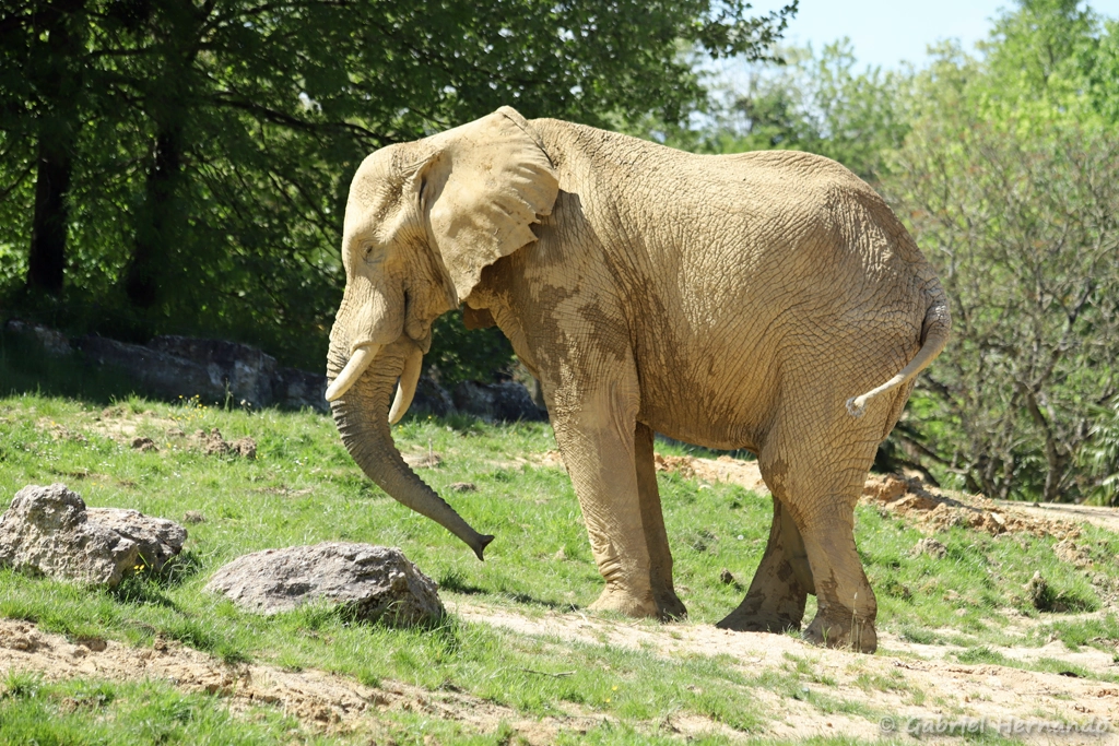 Éléphant de savane d'Afrique - Loxodonta africana (ZooParc de Beauval, mai 2025)