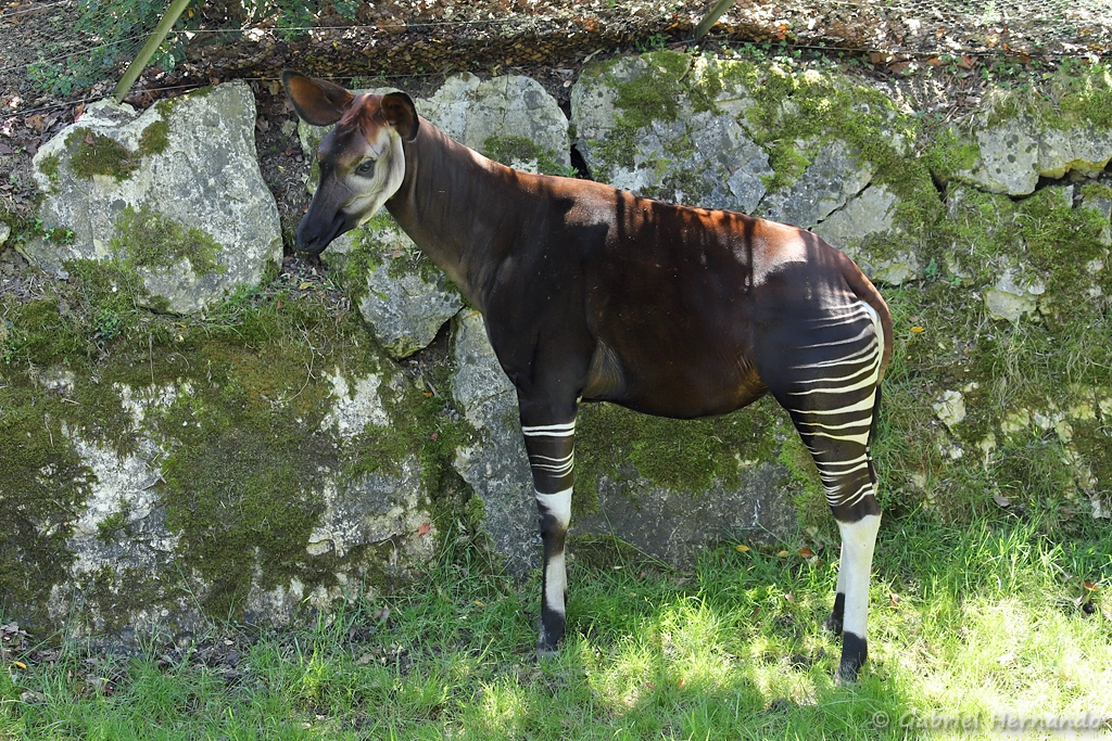 Femelle Okapi - Okapia johnstoni (ZooParc de Beauval, mai 2025)