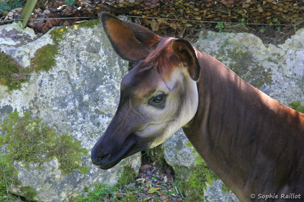 Femelle Okapi - Okapia johnstoni (ZooParc de Beauval, mai 2025)