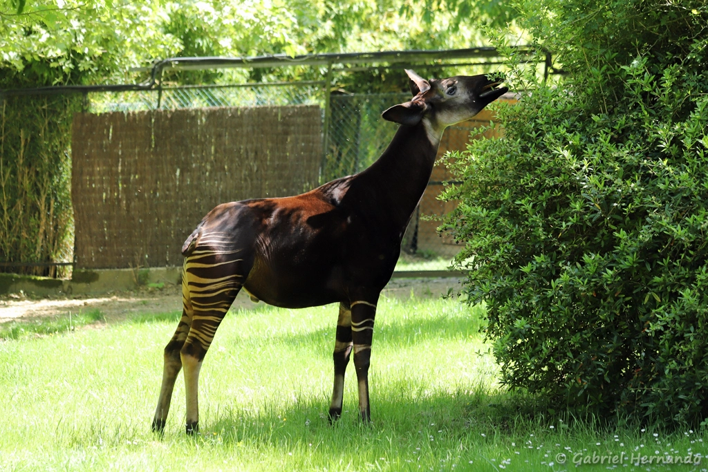 Okapi - Okapia johnstoni (ZooParc de Beauval, mai 2025)