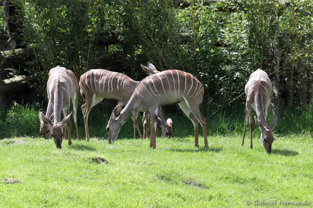 Petit koudou en troupeau - Tragelaphus imberbis (ZooParc de Beauval, mai 2025)