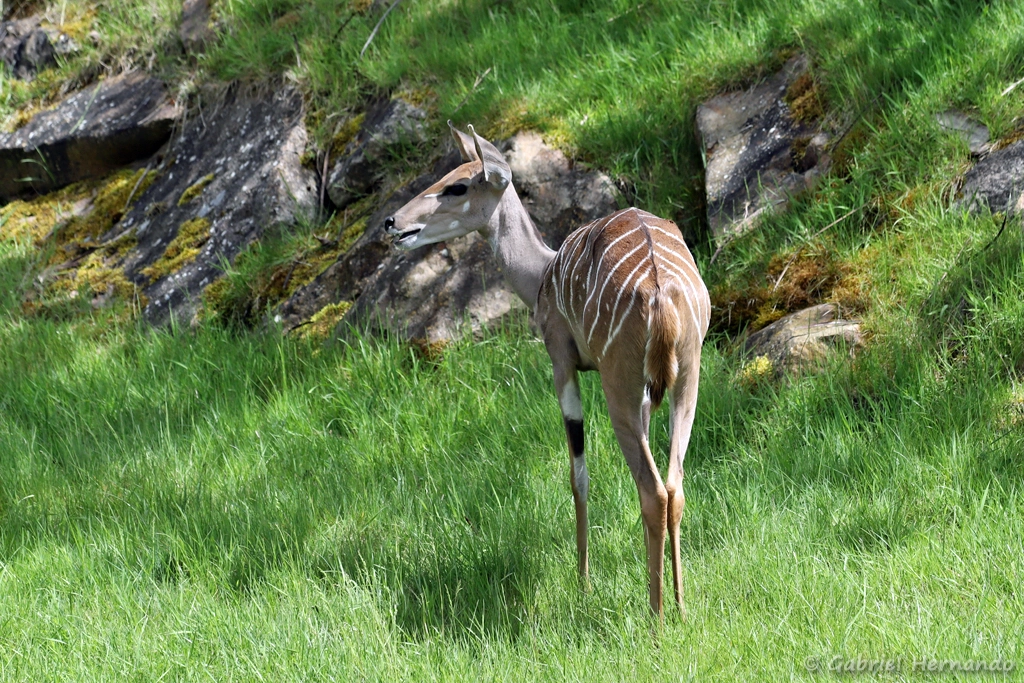 Petit koudou - Tragelaphus imberbis (ZooParc de Beauval, mai 2025)