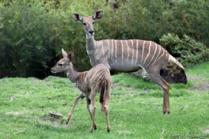 Femelle Petit koudou et son petit - Tragelaphus imberbis (ZooParc de Beauval, mai 2025)