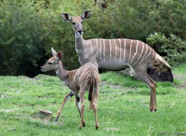 Femelle Petit koudou et son petit - Tragelaphus imberbis (ZooParc de Beauval, mai 2025)