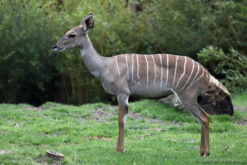 Femelle Petit koudou - Tragelaphus imberbis (ZooParc de Beauval, mai 2025)