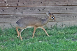 Dik-dik de Kirk - Madoqua kirkii (ZooParc de Beauval, mai 2025)