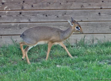 Dik-dik de Kirk - Madoqua kirkii (ZooParc de Beauval, mai 2025)