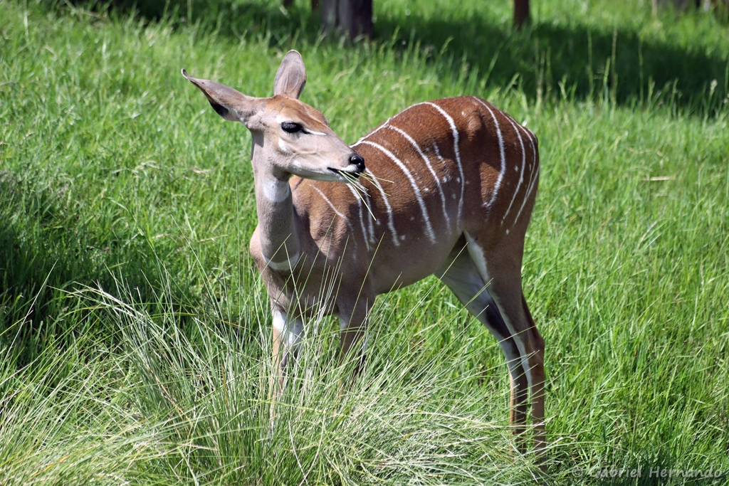 Femelle Petit koudou - Tragelaphus imberbis (ZooParc de Beauval, mai 2025)