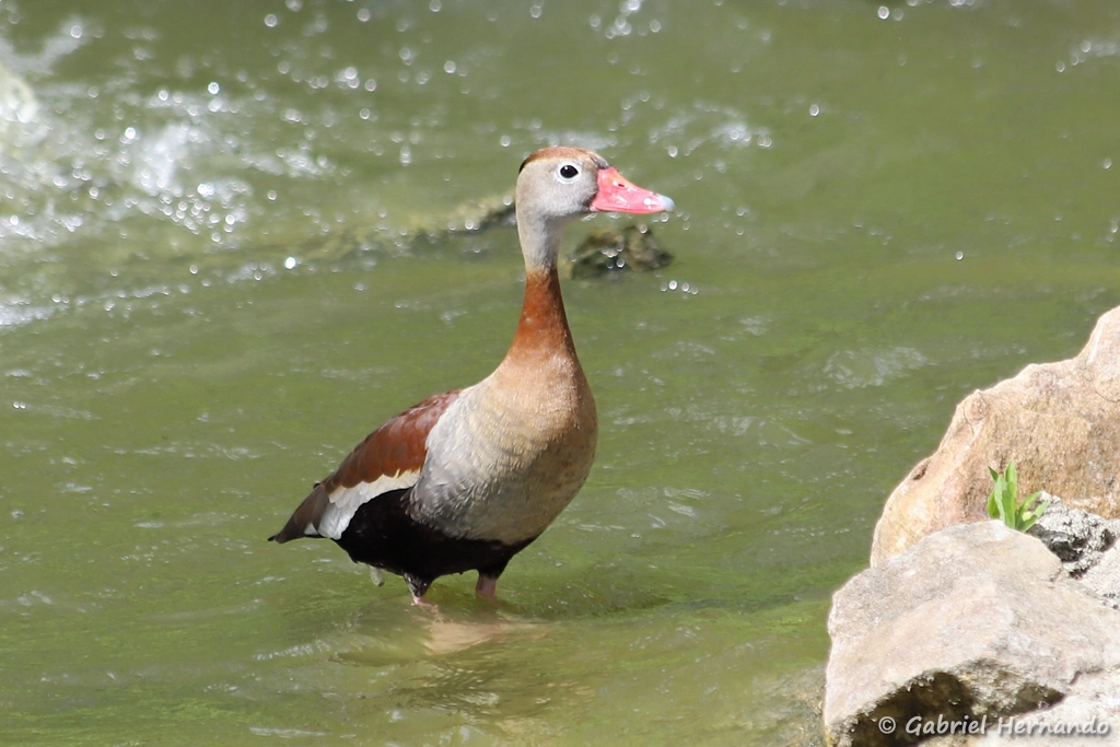 Dendrocygne à ventre noir - Dendrocygna autumnalis (ZooParc de Beauval, mai 2025)