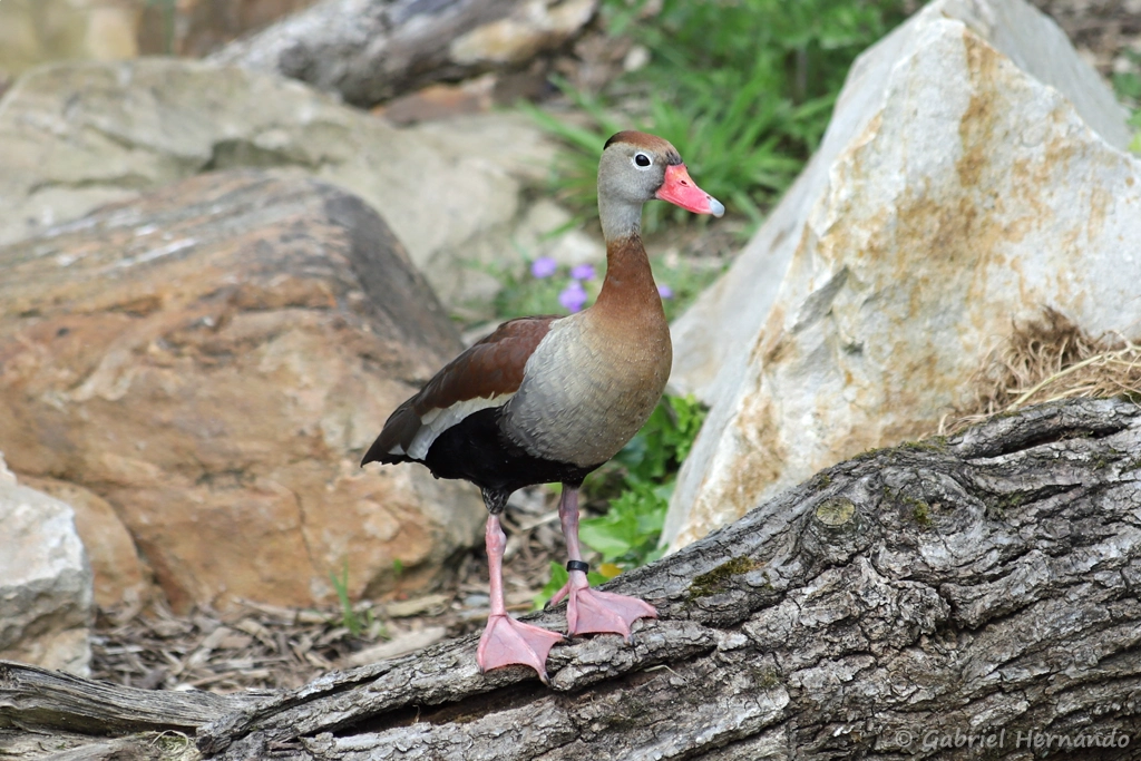 Dendrocygne à ventre noir - Dendrocygna autumnalis (ZooParc de Beauval, mai 2025)