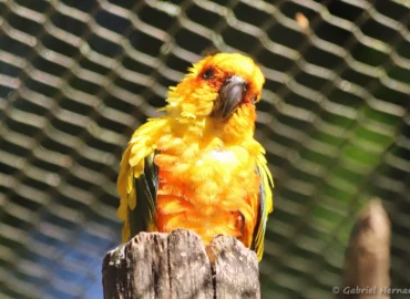 Conure soleil - Aratinga solstitialis (ZooParc de Beauval, mai 2025)