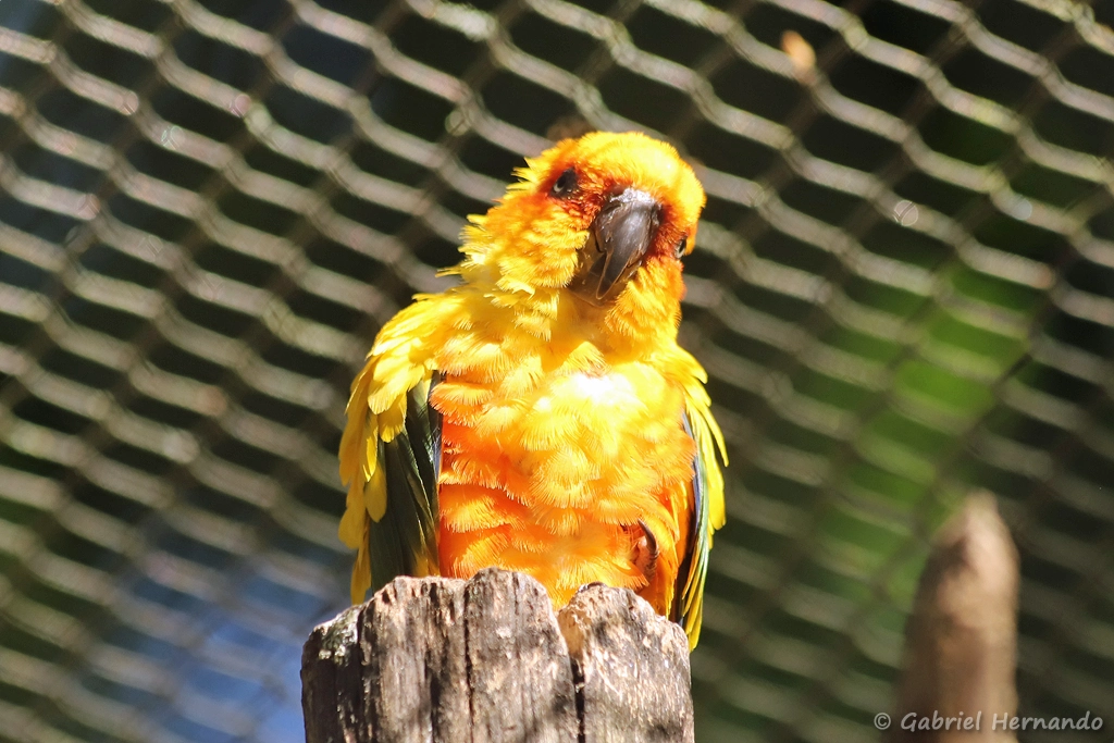 Conure soleil - Aratinga solstitialis (ZooParc de Beauval, mai 2025)