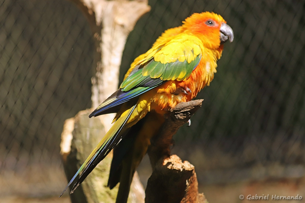 Conure soleil - Aratinga solstitialis (ZooParc de Beauval, mai 2025)