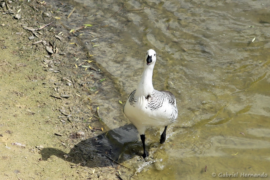 Ouette de Magellan mâle - Chloephaga picta (ZooParc de Beauval, mai 2025)