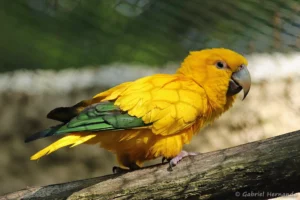 Conure dorée - Guaruba guarouba (ZooParc de Beauval, mai 2025)