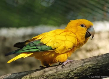 Conure dorée - Guaruba guarouba (ZooParc de Beauval, mai 2025)