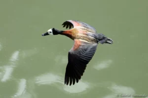 Dendrocygne veuf en vol - Dendrocygna viduata (ZooParc de Beauval, mai 2025)