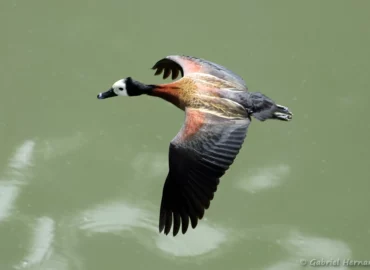 Dendrocygne veuf en vol - Dendrocygna viduata (ZooParc de Beauval, mai 2025)