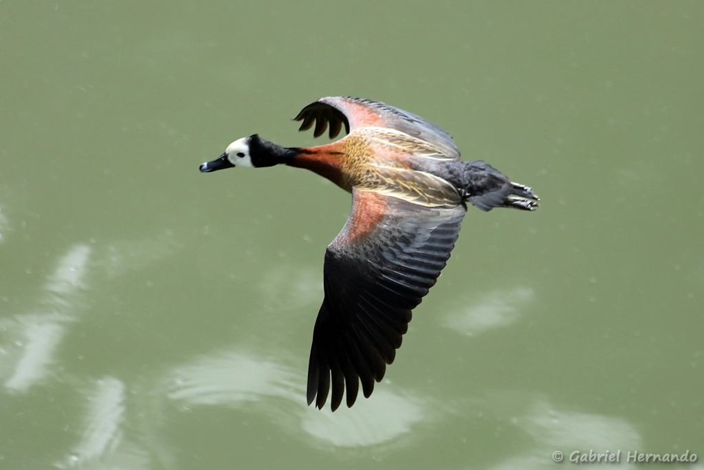 Dendrocygne veuf en vol - Dendrocygna viduata (ZooParc de Beauval, mai 2025)