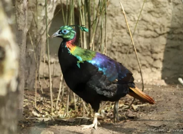 Mâle lophophore resplendissant - Lophophorus impejanus (ZooParc de Beauval, mai 2025)