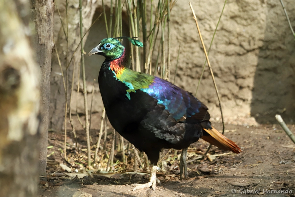 Mâle lophophore resplendissant - Lophophorus impejanus (ZooParc de Beauval, mai 2025)