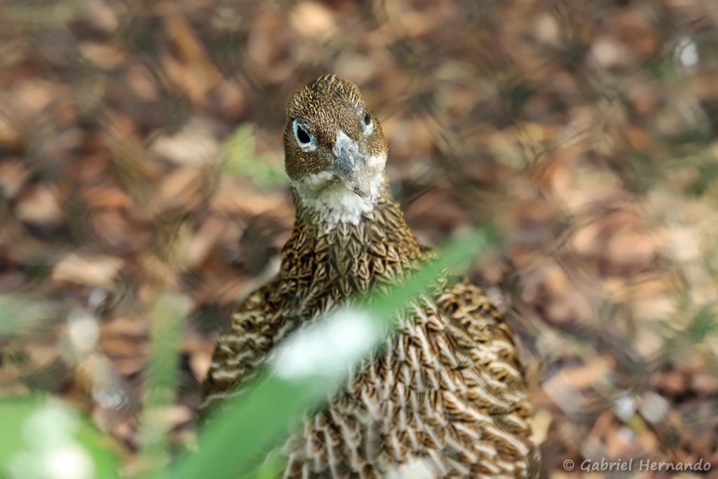 Femelle lophophore resplendissant - Lophophorus impejanus (ZooParc de Beauval, mai 2025)