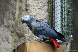 Gris du Gabon - Psittacus erithacus (ZooParc de Beauval, mai 2025)