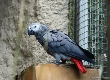 Gris du Gabon - Psittacus erithacus (ZooParc de Beauval, mai 2025)