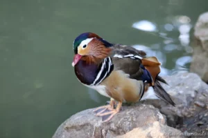 Canard mandarin - Aix galericulata (ZooParc de Beauval, mai 2025)