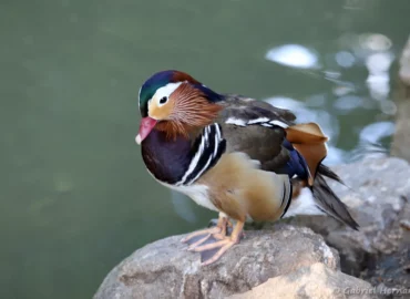 Canard mandarin - Aix galericulata (ZooParc de Beauval, mai 2025)