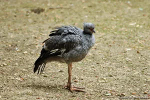 Kamichi à collier - Chauna torquata (ZooParc de Beauval, mai 2025)