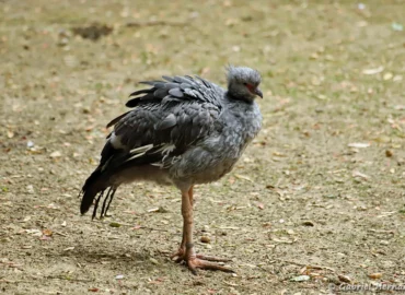 Kamichi à collier - Chauna torquata (ZooParc de Beauval, mai 2025)