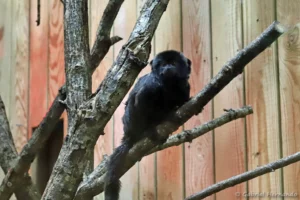 Tamarin de Goeldi - Callimico goeldii (ZooParc de Beauval, mai 2025)
