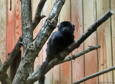 Tamarin de Goeldi - Callimico goeldii (ZooParc de Beauval, mai 2025)