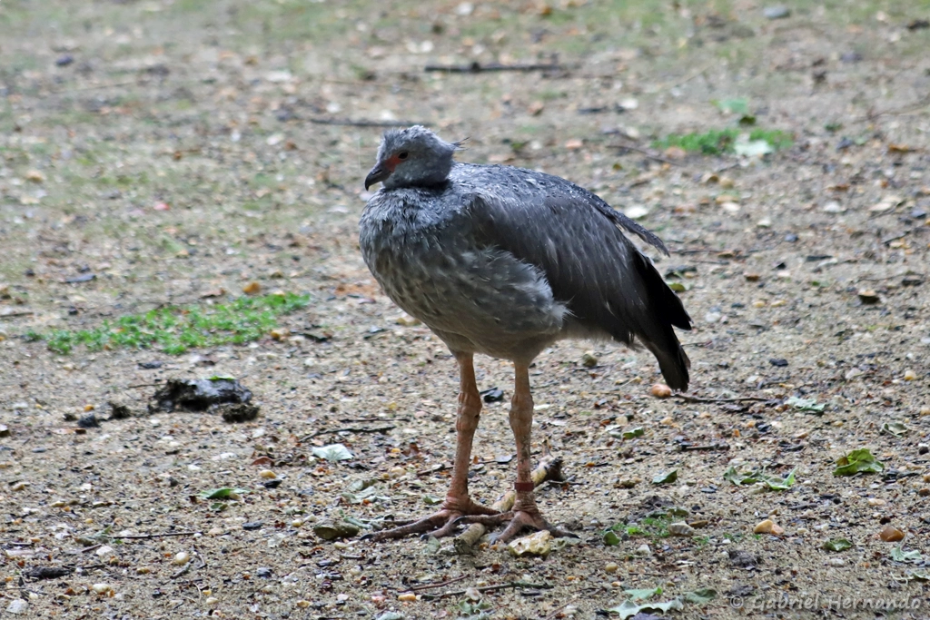 Kamichi à collier - Chauna torquata (ZooParc de Beauval, mai 2025)
